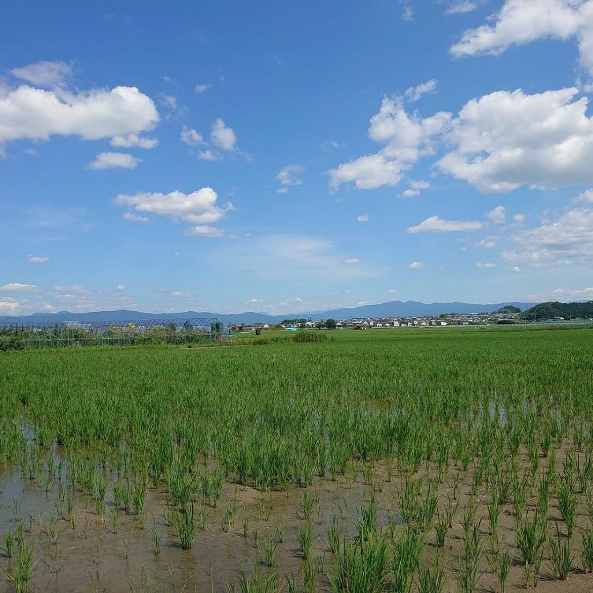 The Feeling from the Name of Winds