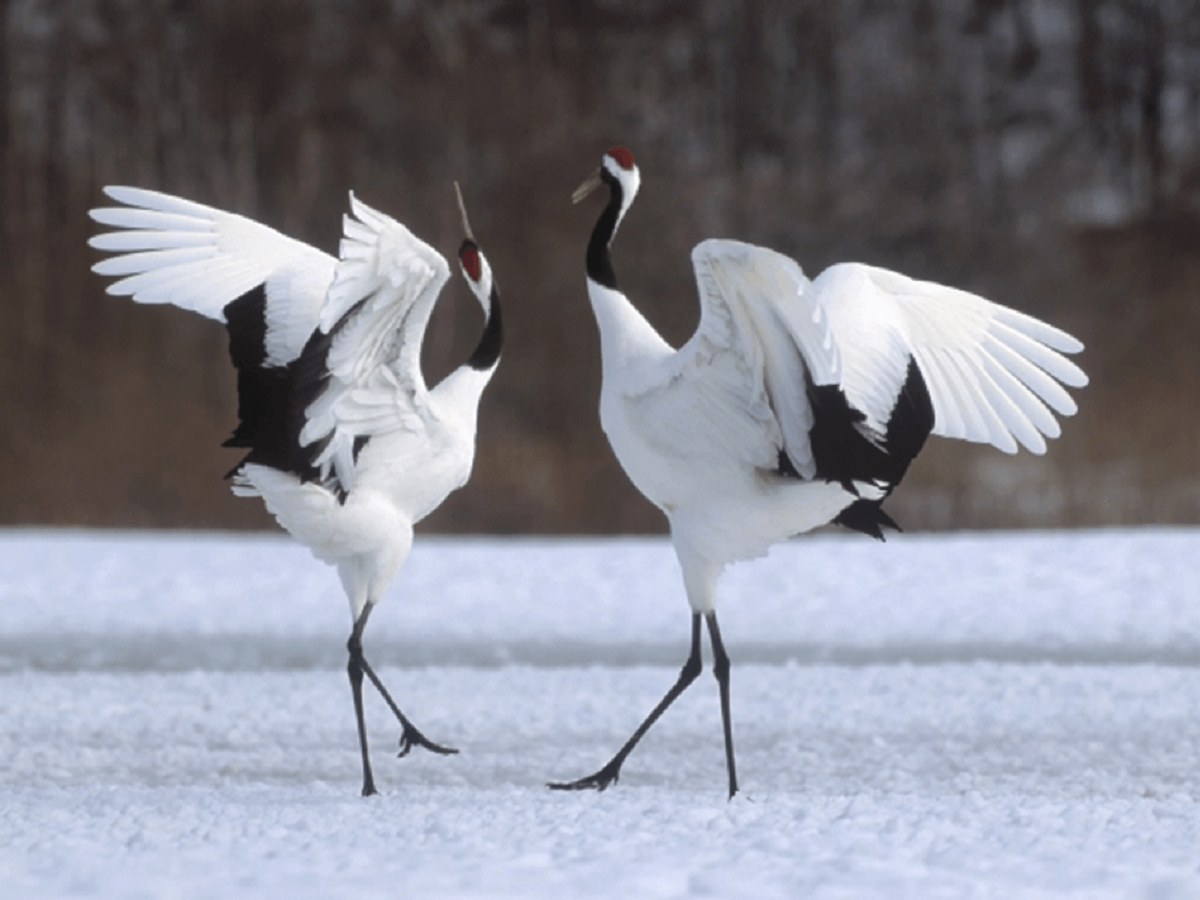 Cranes Wishing For Peace