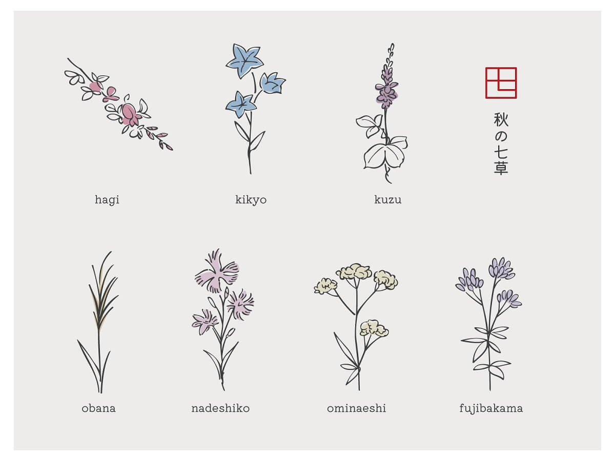 The Seven Autumn Flowers (or Herbs)～Let’s Enjoy Seeing Flowers in the